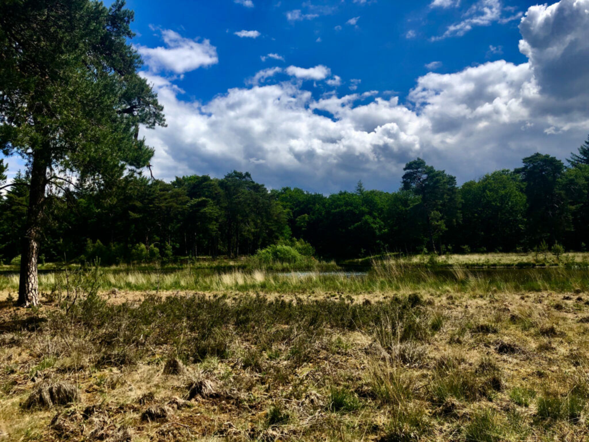 Wandelen Op De Hoge Veluwe: Jacht Op De Grote 4! - Reizen Met Richard