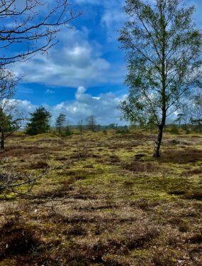 Wandelen in het Drents-Friese Wold: tussen bos en duin