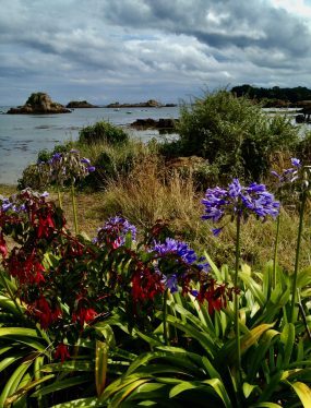 9 leukste dingen om te doen in Bretagne: prachtige bloemen langs de westkust van Île-de-Bréhat ter hoogte van Le Bourg