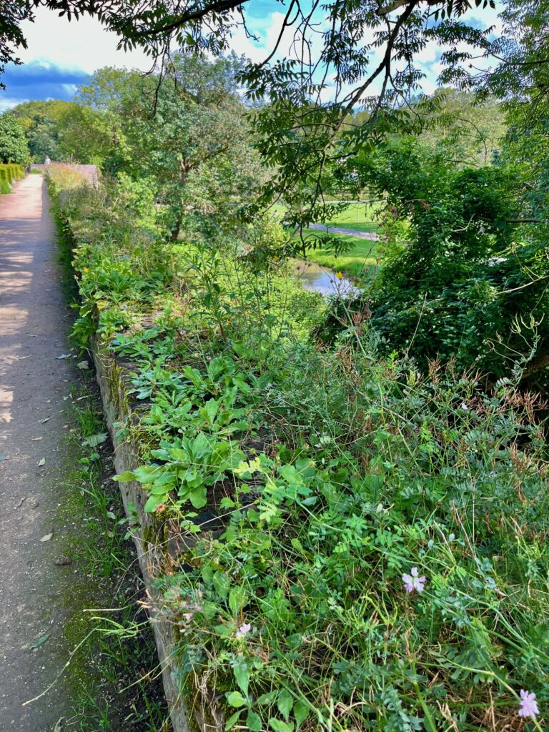 De wandeling over de stadsmuur richting het Nieuwenhofpoortje met rechts de Tapijn