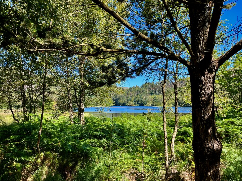 Camperreis door Zuid-Schotland: Uitzicht op Loch Trool vanaf de Loch Trool Loop