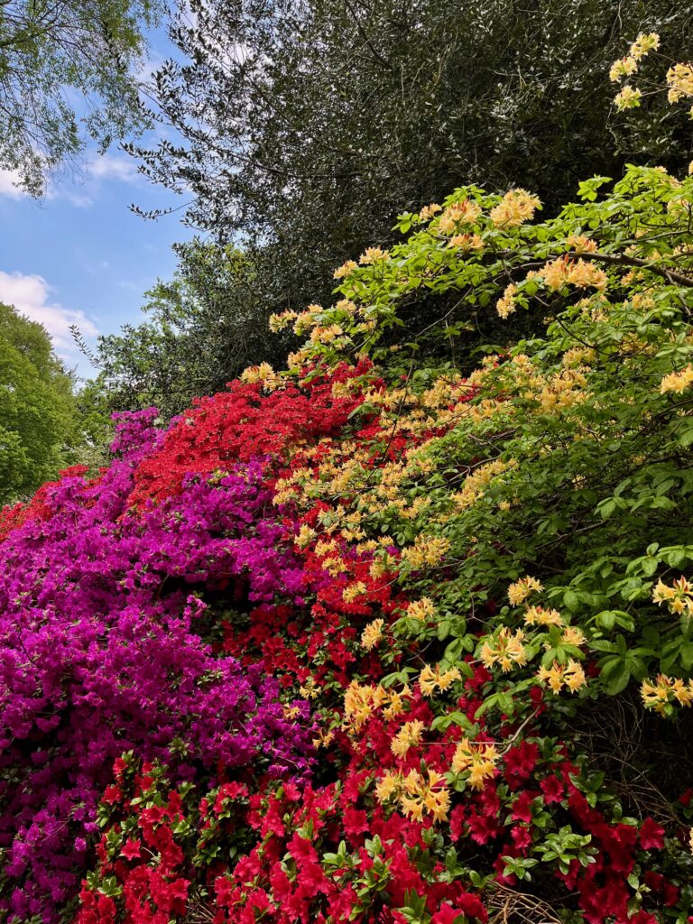 Leukste dingen om te doen in Wageningen: Rododendrons in overvloed in Belmonte Arboretum