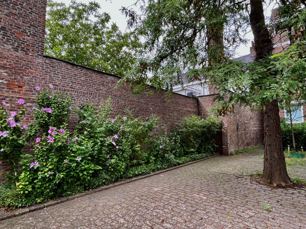 De hibiscus bloeit vrolijk aan het Bourgogneplein eind augustus