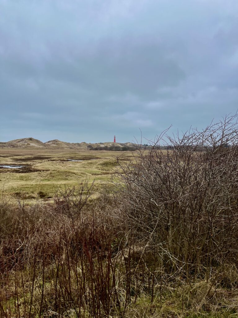 Zicht op de vuurtoren langs het Westerduinenpad