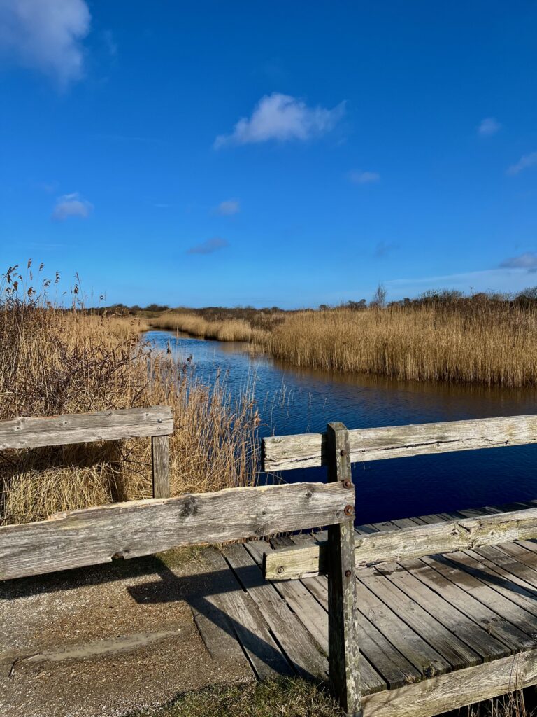 …riet… dat goud kleurt in de zon...