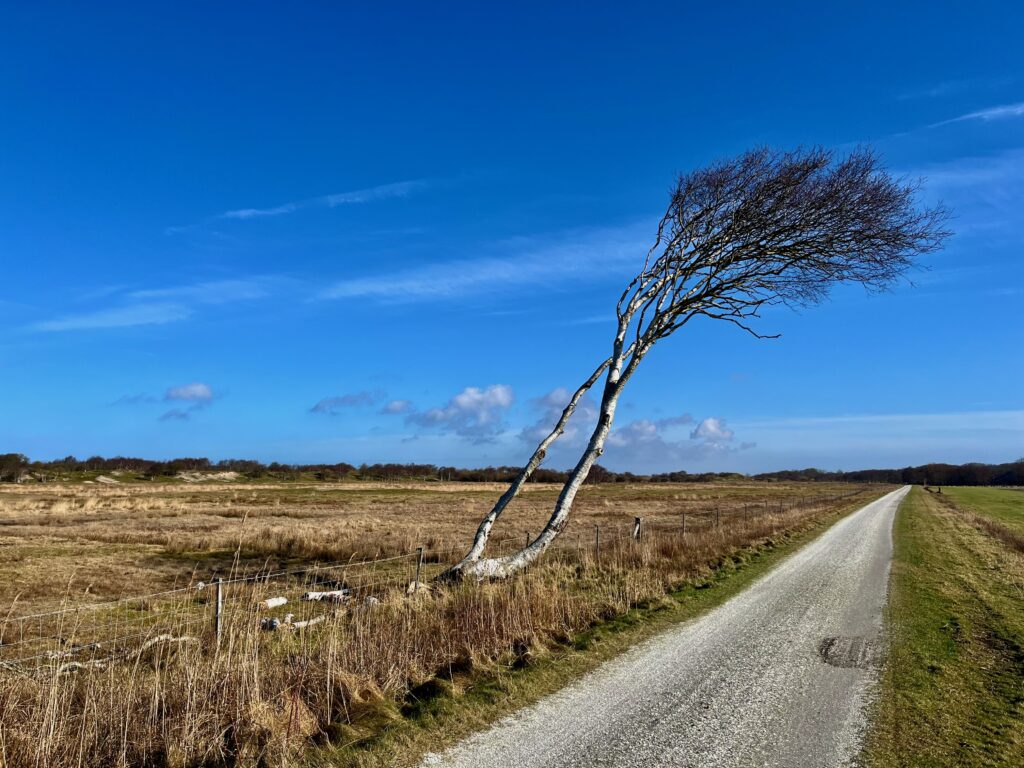 De leukste activiteiten op Schiermonnikoog: Eenzame berk langs de Kooiweg op Schiermonnikoog