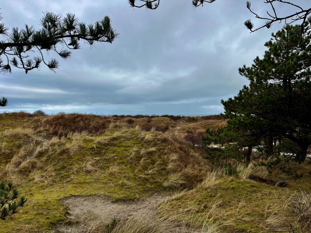 Uitzicht op het Bospad vanaf de jongere duinen