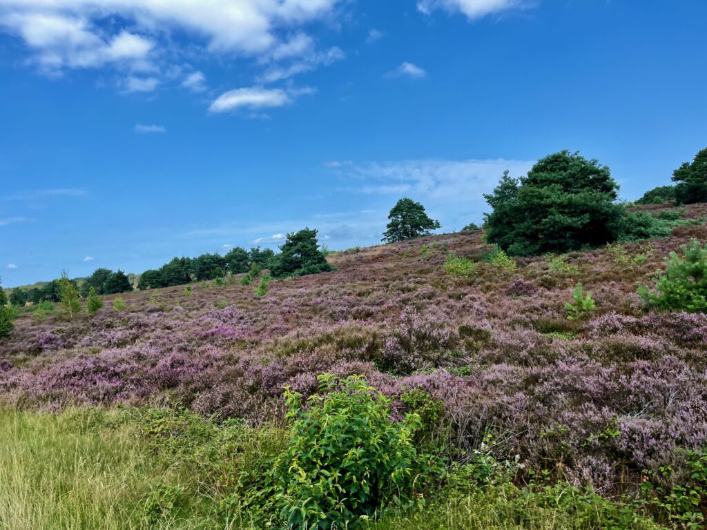 De mooiste wandelingen in Twente: De stuwwal van de Holterberg vanaf de weg gezien