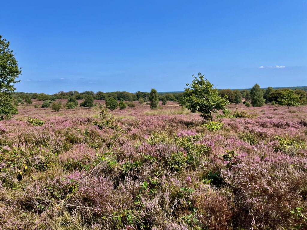 De mooiste wandelingen in Twente: De heide bloeit uitbundig op de Holterberg