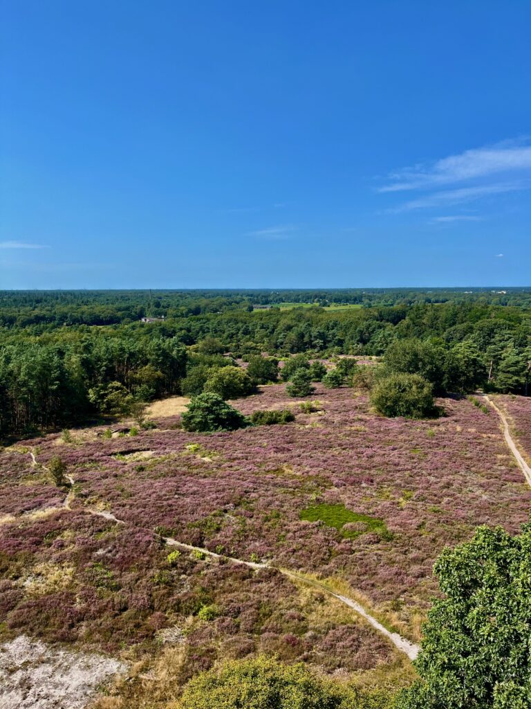 Uitzicht vanaf de uitkijktoren op de Besthmenerberg