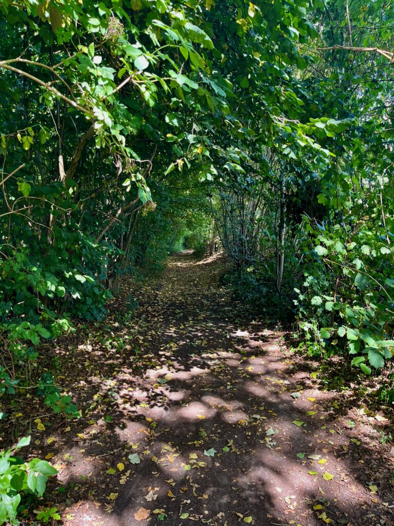De mooiste wandelingen in Twente: Het bos in vanuit Vasse richting de Tutenberg