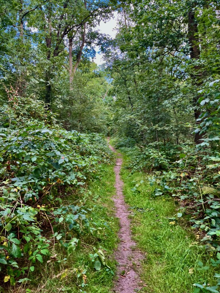 Het bos weer in richting de Braamberg