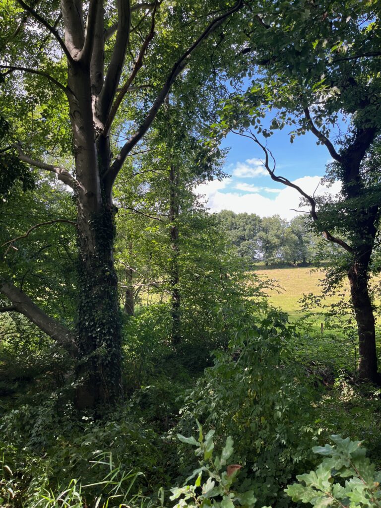 De mooiste wandelingen in Twente: Mooie doorkijkjes vlakbij de Mosbeek