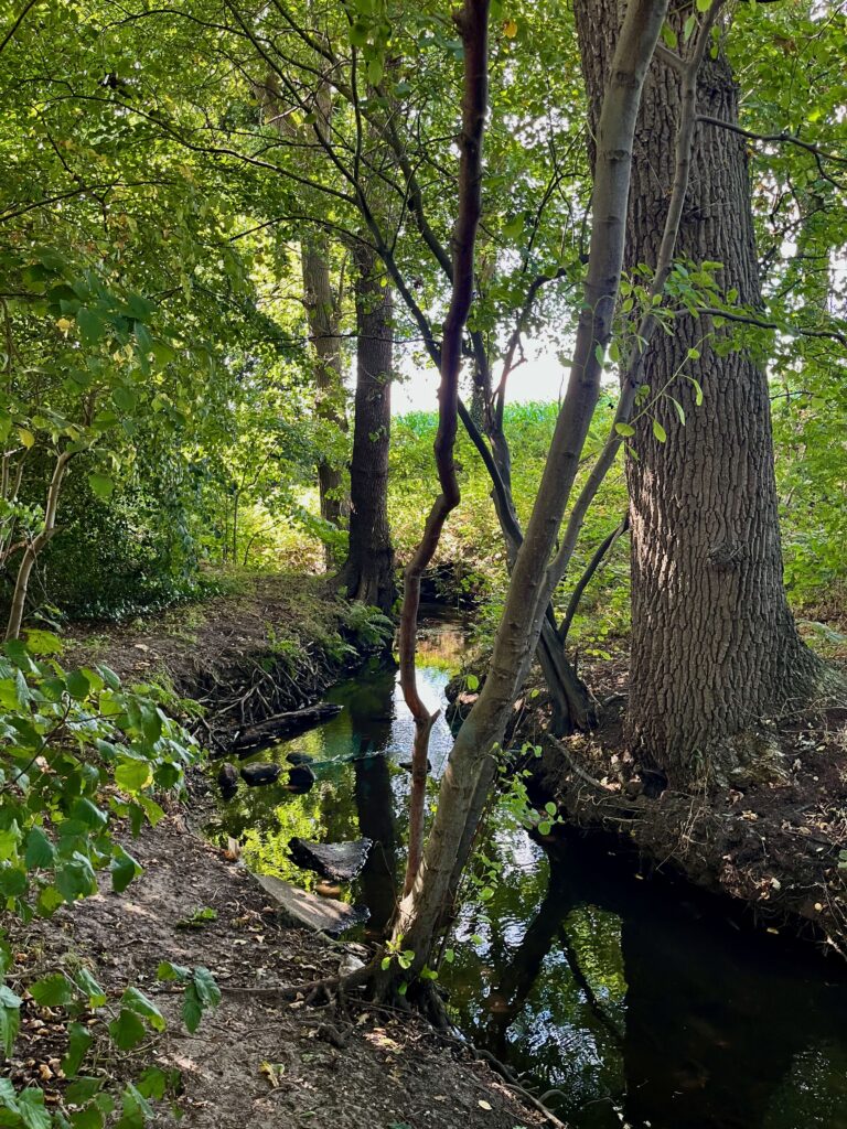 De mooiste wandelingen in Twente: De Mosbeek langs het laatste deel van de wandeling