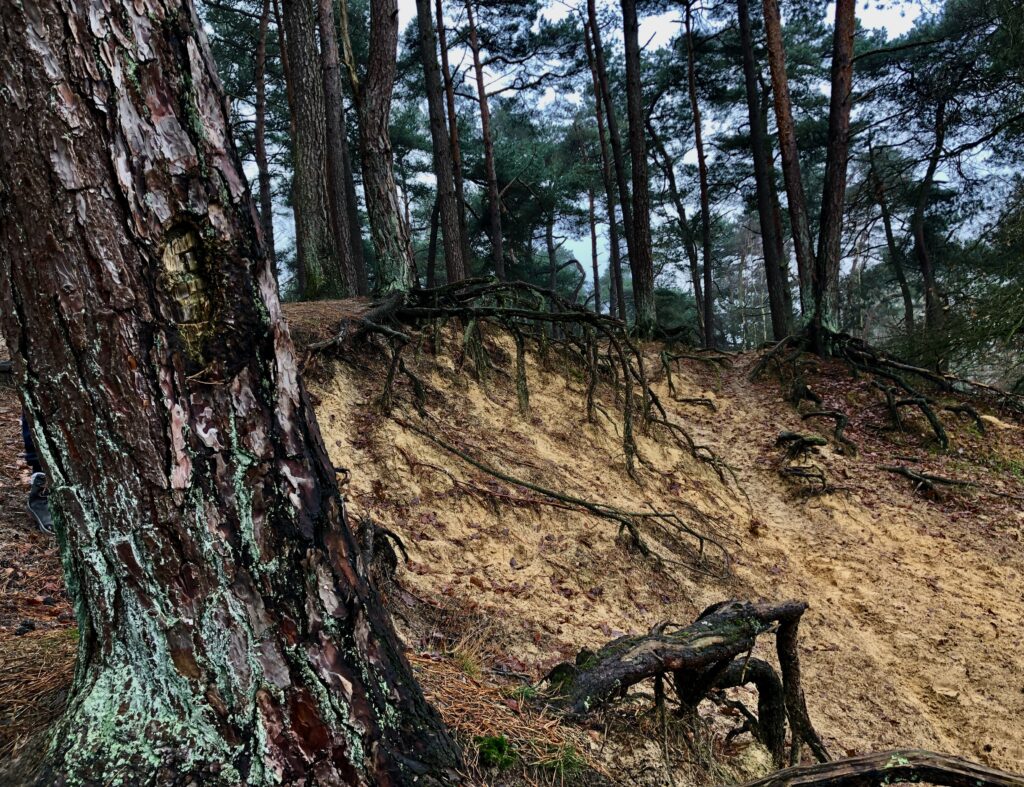 Bomen houden zich ternauwernood vast aan de rand...