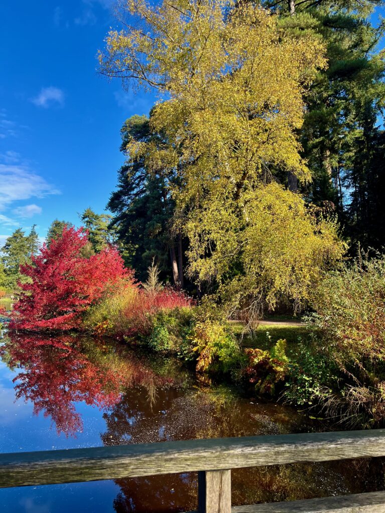 Het lieflijke deel van de Long Pinetum Walk