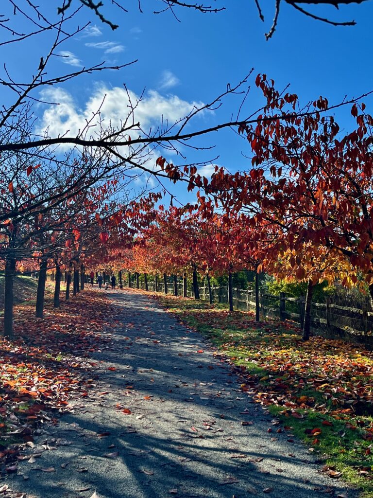 Bezienswaardigheden in East-Sussex en Kent: Herfstkleuren in Bedgebury National Forest