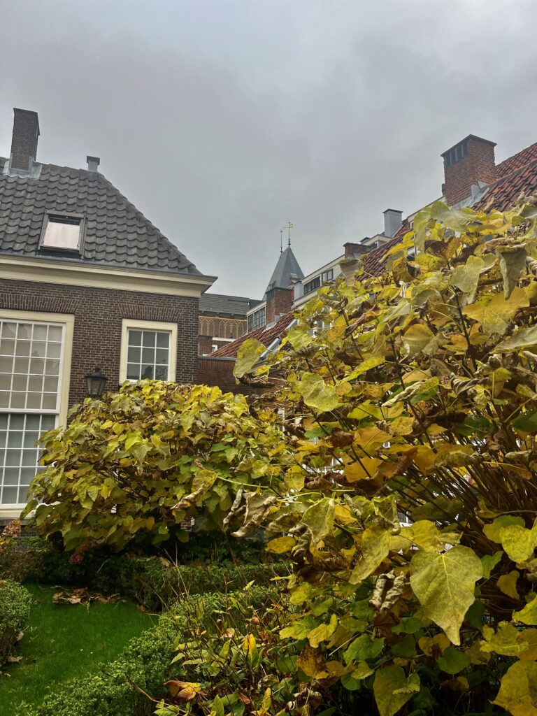 Hortus, Academiewijk en Levendaal: De tuin in het eerste hofje van Samuel de Zee