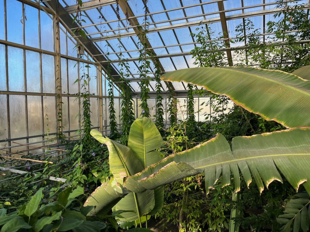 Hortus, Academiewijk en Levendaal: Bovenin de Tropische Kas van de Hortus