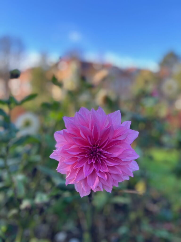 Dit moet de mooiste bloem ter wereld zijn! 😍