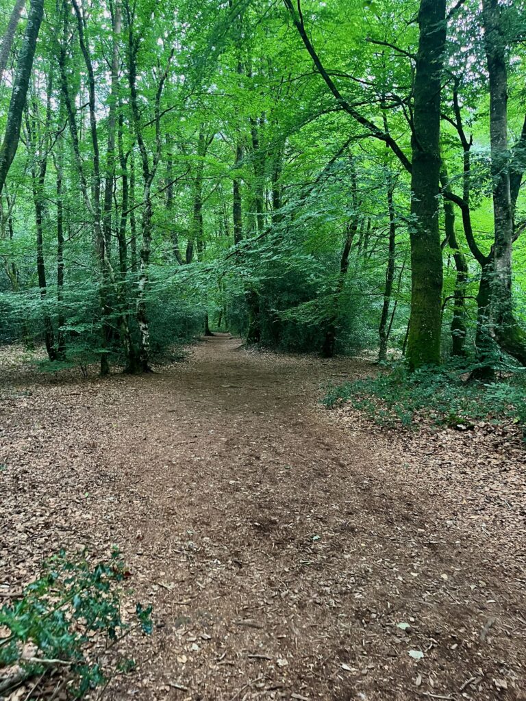 De eerste stappen in het Fôret de Paimpont