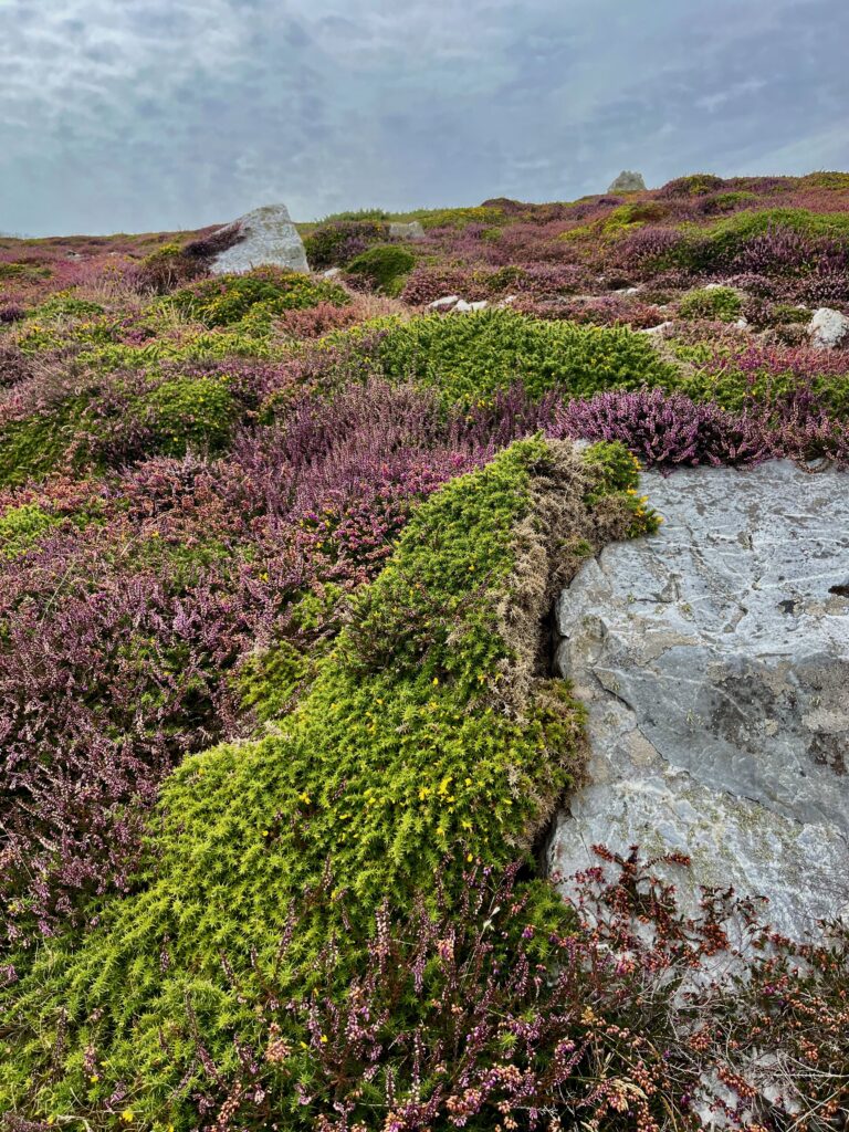 Ruige begroeiing op de Pointe de Pen Hir