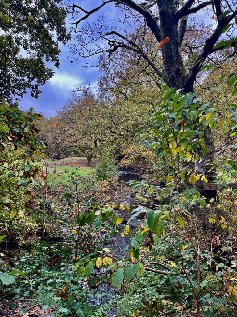 Lud’s Church en The Roaches: De River Dane bij het bruggetje